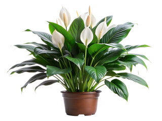 Lily or Spathiphyllum plant (Pack of 1 Without Pot)