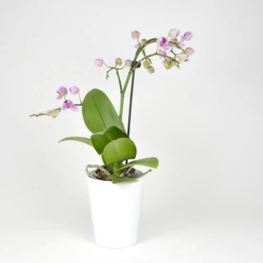 Dendrobium Orchid Plant Sapling (1pc)