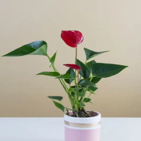 Anthurium Red plant