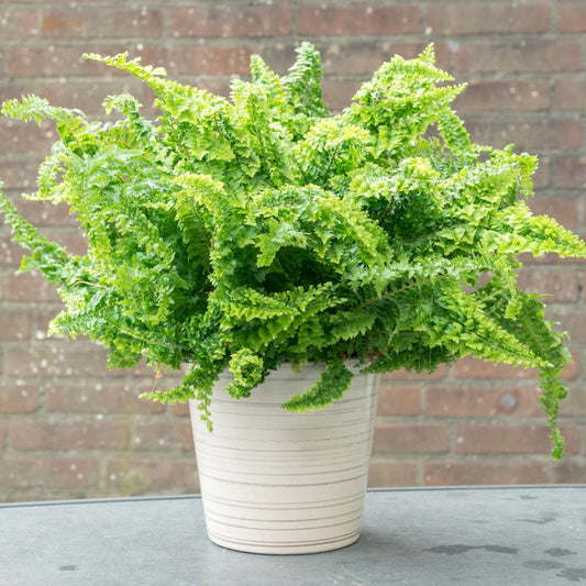 Fluffy Fern Plant Sapling (1pc)